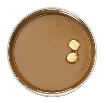 PASTA NOCCIOLA TGT -Tonda Gentile Trilobata Piemonte 